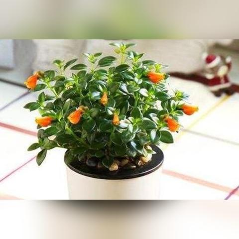 (晚上释放氧气的盆栽)晚上在家中释放氧气最多的植物 - 吊兰是您的最佳选择！